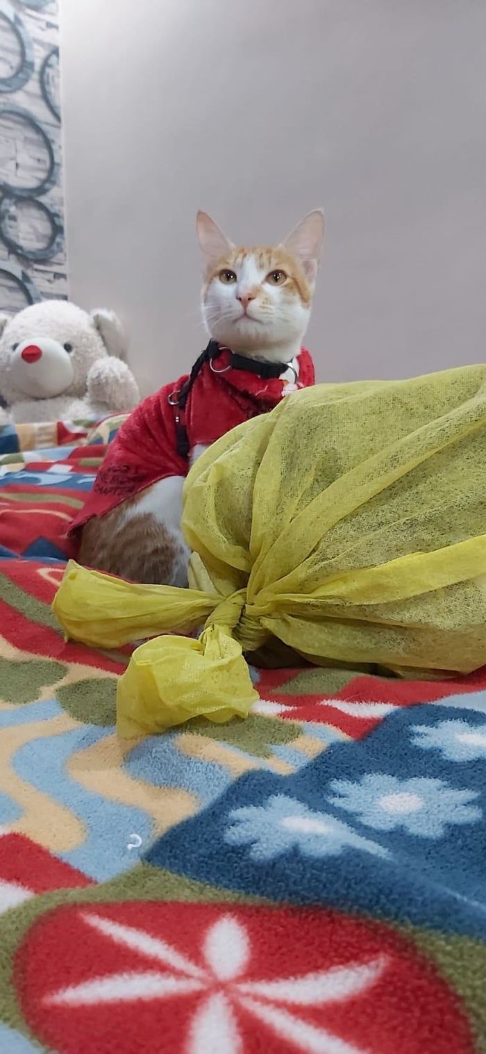 My cat in a red outfit on a blanket