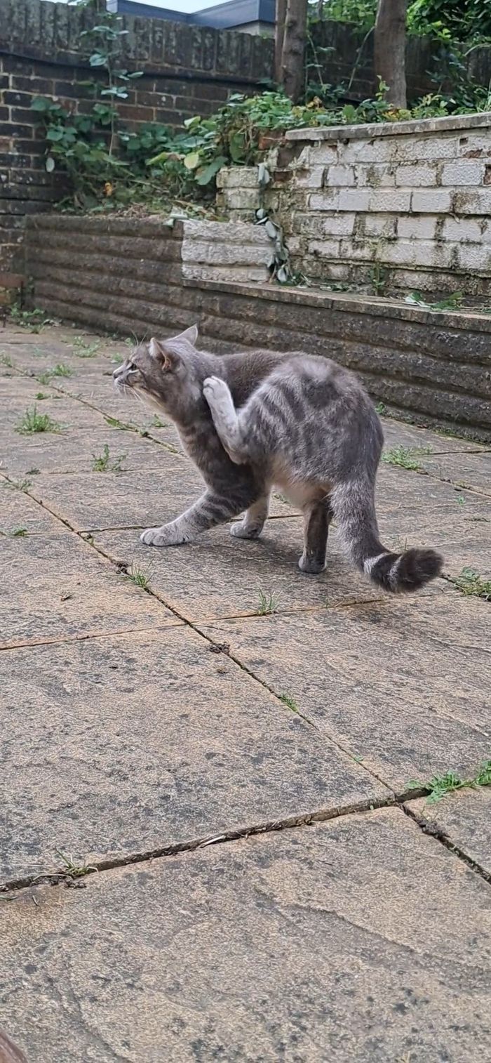 A grey and white cat on a garden path